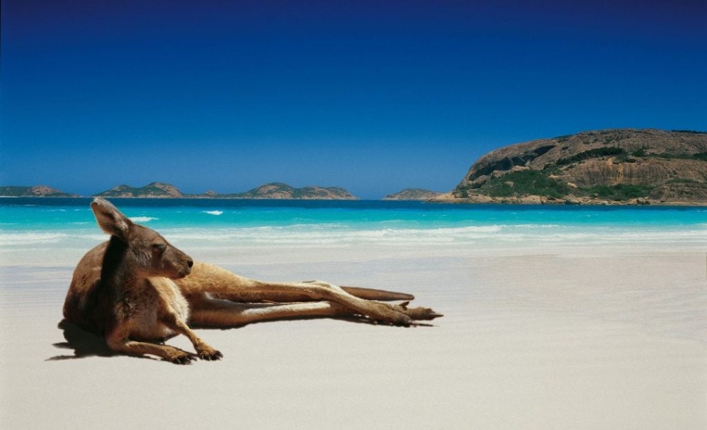 袋鼠在澳大利亚海滩上放松
