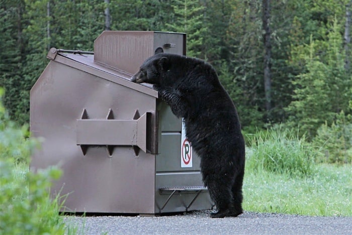 一只穷游熊在垃圾箱里觅食
