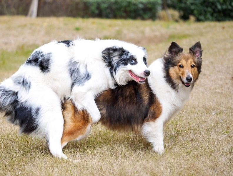 两只狗呈驼峰状