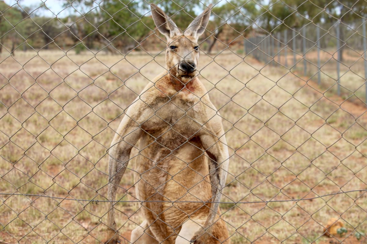 一位在澳大利亚内陆工作的旅行者拍摄到的袋鼠