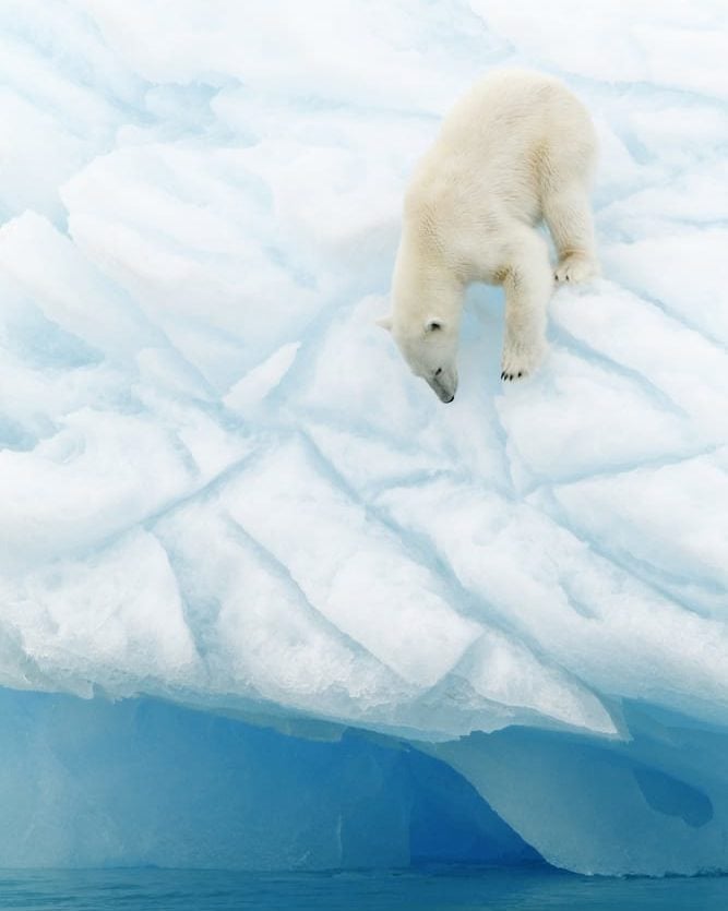 斯瓦尔巴群岛的北极熊
