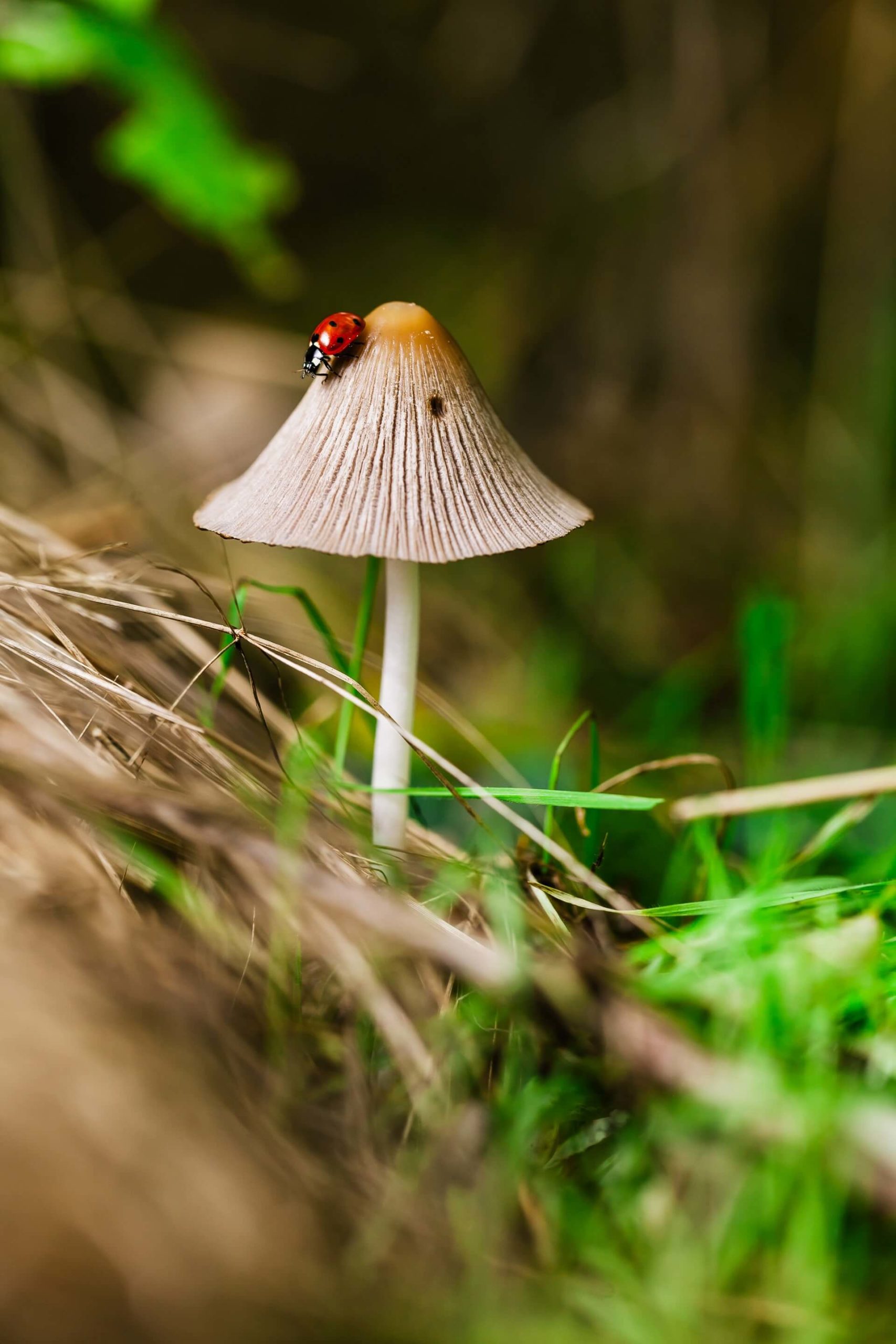 瓢虫爬过生长在森林中的神奇蘑菇