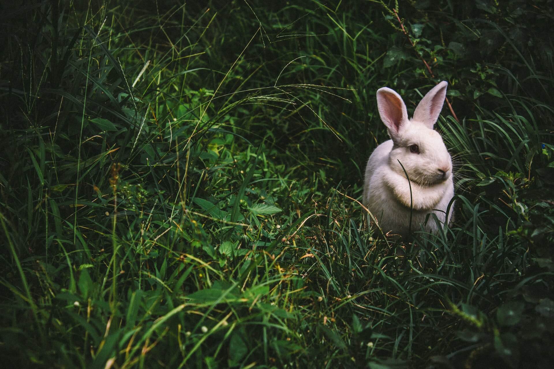 草地上的白兔象征着第一次服用迷幻药的人的迷幻之旅