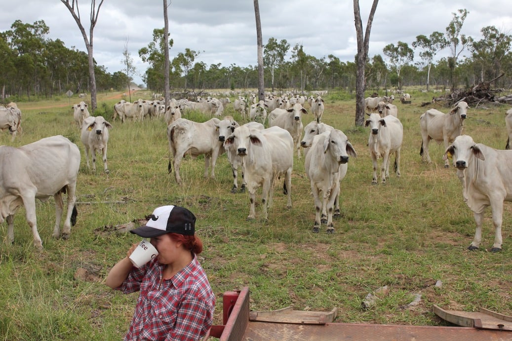 Elina drinking coffee in front of cows Australia