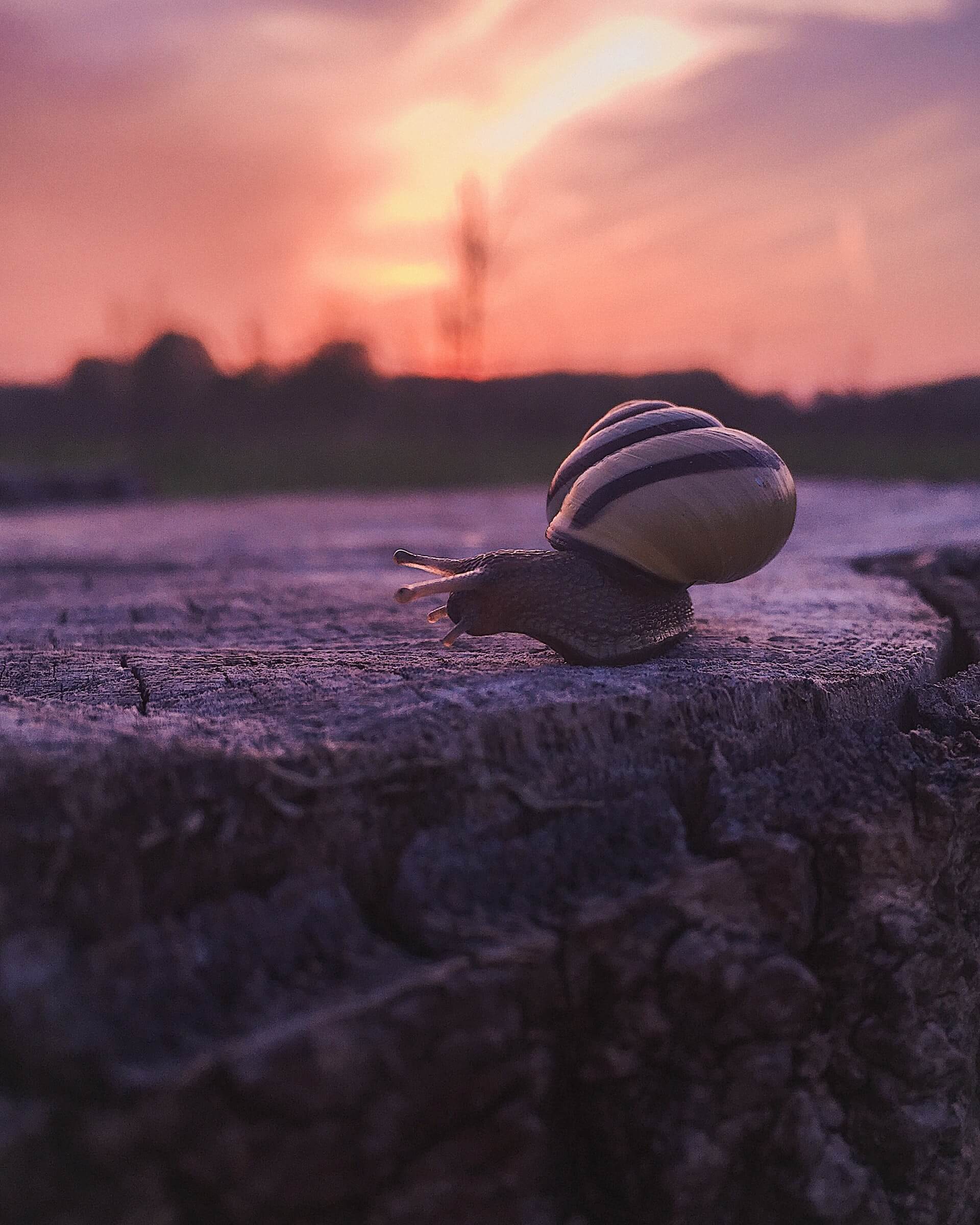 蜗牛和日落代表了消除旅行疲劳所需的生活节奏