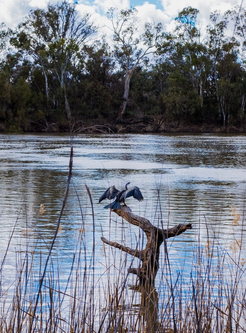 在维多利亚州的默里河，一只白鹭栖息在一根被淹没的原木上。